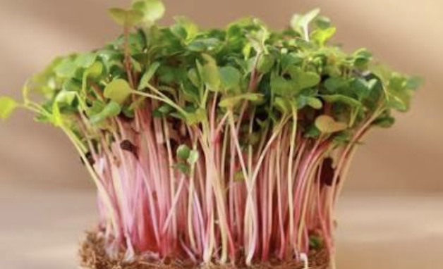 Radish & Mustard microgreens